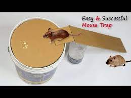 Bucket Mouse Trap Best Mouse Trap Diy Homemade Mouse Trap Youtube Homemade Mouse Traps Mouse Trap Diy Bucket Mouse Trap