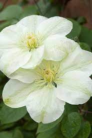 Generally plants are around 1 metre high when sent out (depending on growth rate/pruning/ time of year) age when delivered. Pin Pa Clematis