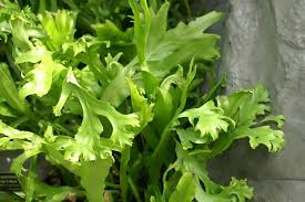 Image result for Microsorum punctatum