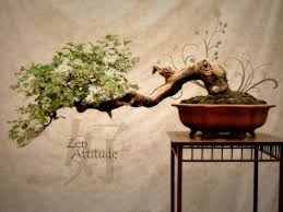 Toi0ruku Jpg 1600 1200 Fond Ecran Zen Bonsai Fond Ecran