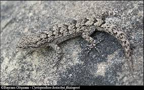 Image result for Kotschya carsonii