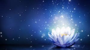 Image Result For Images For White Lotus With Transparent Background White Lotus Flower Blue Lotus Flower Lotus Flower Wallpaper