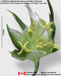 Image result for Sesamum parviflorum