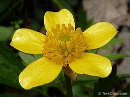 Trees like shady locations with moist or wet soil. Common Spring Wildflowers In Ohio Trekohio