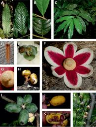 Image result for Uvariodendron