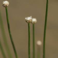 Image result for Eriocaulon bongense
