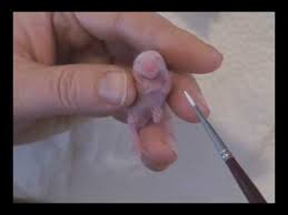 So i took it home with me to take care. Caring For Little Stuart Cute Baby Mouse Youtube