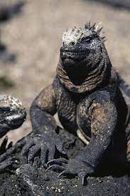 Galapagos Land Iguana Who Says Dinosaurs Are Extinct Iguana Galapagos Marine Iguana