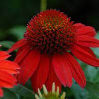 Best Red Coneflower Sombrero Salsa Red Zones 5 9 One Benefit Of New Coneflower Varieties Is That They Produce More Blooms On Each Plants Salsa Red Echinacea