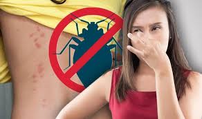 The smell that bed bugs give off varies depending on your personal olfactory sense and can also change depending on the state of the bug. Bed Bugs Bites Signs And Symptoms Include Musty Smell How To Get Rid Of Infestation Express Co Uk