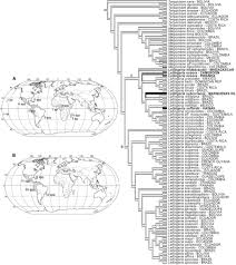 Image result for Lellingeria oosora