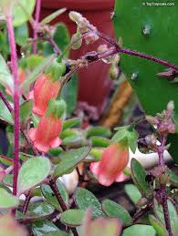 Image result for Kalanchoe manginii