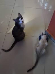 Gatta sterilizzata miagola molto di notte : rGatos