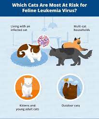 Cat Leukemia Causes Signs Treatment Canna Pet