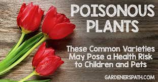 All parts of the plant are toxic to cats. Poisonous Plants 11 Common Varieties Are A Health Risk