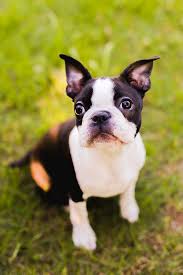 Freddy the boston terrier plays in the snow on january 21, 2013 in nottingham, united kingdom. Boston Terrier Puppy Sitting On The Grass Photograph By Cavan Images