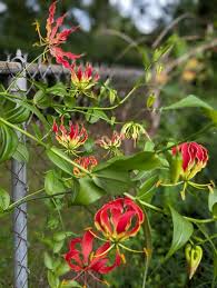 Image result for Gloriosa