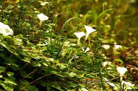 Image result for Ipomoea chloroneura