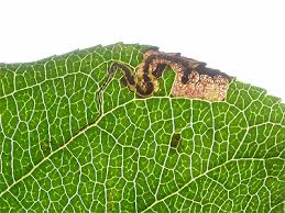 Image result for Stigmella malella