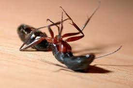 Este artículo muestra cómo eliminar hormigas utilizando un cebo para hormigas. Consejos Para Eliminar Hormigas De Forma Rapida Y Eficaz