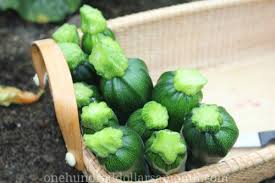 When a garden pest is eating your basil leaves, they leave evidence to help you identify the specific culprit. Mavis Garden Blog Help There Are Ants On My Zucchini Blossoms One Hundred Dollars A Month