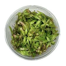 Image result for Nesaea ondongana