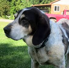 In most cases, these dogs end up with the head and eyes of the beagle. Pros And Cons Of Owning A Bluetick Coonhound Lab Mix Healthy Homemade Dog Treats
