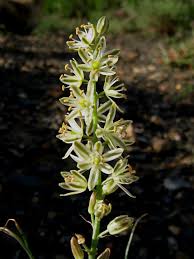 Image result for Albuca virens