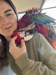 Spot the Westie .. Every morning Monty's last goodbye to his Momma 😁♥️