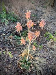 Image result for Aloe carnea