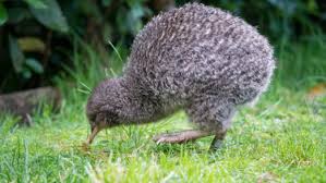 In new zealand, kids use a rubber to erase their mistakes, and a baby sleeps in a cot. New Zealand Poll Fraud Detected After 1500 Rogue Votes Detected In Annual Bird Of The Year Contest