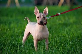 The american hairless terrier, a louisiana native, is a smart, inquisitive, and playful dog that comes in hairless and coated varieties. American Hairless Terrier Dog Breed Information