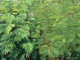 Image result for Leucaena