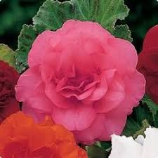 Begonia Giant Camelia Rose Pink Begonia Giant Camellia Rose Pink Spring Bulb Plant Spring Bulbs Pink Spring Pink Roses