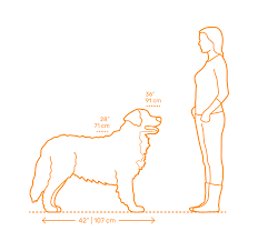 bernese mountain dog dimensions drawings dimensions guide