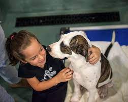 What is a dog adoption? Wakegov Pets Wake County Animal Center Home Facebook