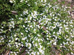 Image result for Zygophyllum cuneifolium