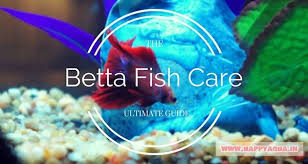 However, in their natural state, they are solitary creatures. Should I Keep Betta Fish In The Community Tank Quora