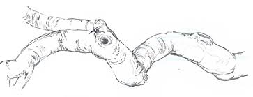 Focus on the shape of the trunk and how each of the branches will evolve from it. How To Draw A Tree Branch Easy Novocom Top