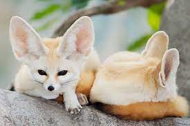 Fennec Fox As A Pet Davidson County Vet Thomasville Veterinary Hospital