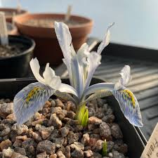  Iris Frank Elder Syn Iris Reticulata Frank Elder Reticulate Iris Frank Elder Uploaded By Richard Spicer 7906