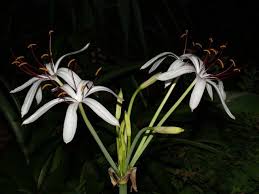 Image result for Crinum lugardiae