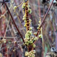 Image result for Cuscuta suaveolens