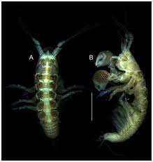 Image result for Entada mossambicensis