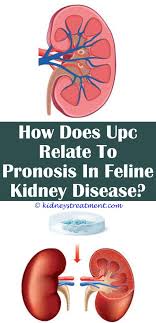 Pin On Kidney Disease