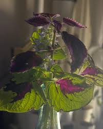 Image result for Coleus articulatus