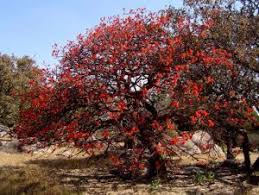 Image result for Acacia tenuispina