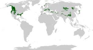 Deciduous Forest Location Map Temperate Coniferous Forest - Wikipedia | Deciduous Forest Biome, Forest Map,  Biomes