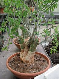 Image result for Adenia fruticosa