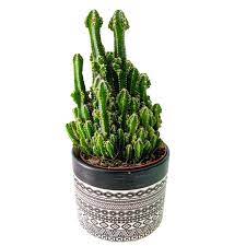 Acanthocereus tetragonus fairy castle cactus rare succulent live cacti plant. Fairy Castle Cactus Care Guide With Pictures Succulents Network